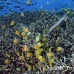 butterflyfish_blacklip_tp_np_h_0063_bal3109.jpg